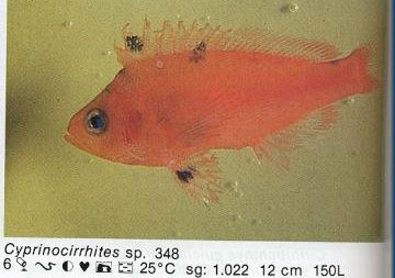 Cyprinocirrhites sp